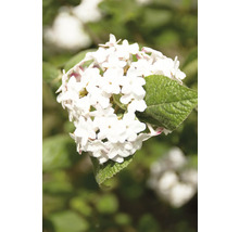 Blomställning av snöbollsbuske med blad