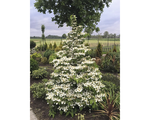 Blommande snöbollsbuske i trädgården