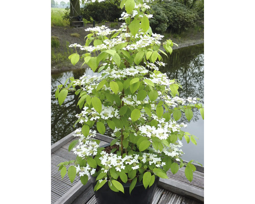 Japansk snöbollsbuske i kruka med vita blommor och gröna blad