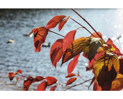 Gren med röda löv framför en vattensamling