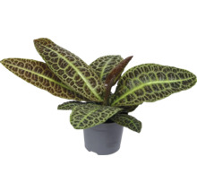 Prydnadsväxt i kruka