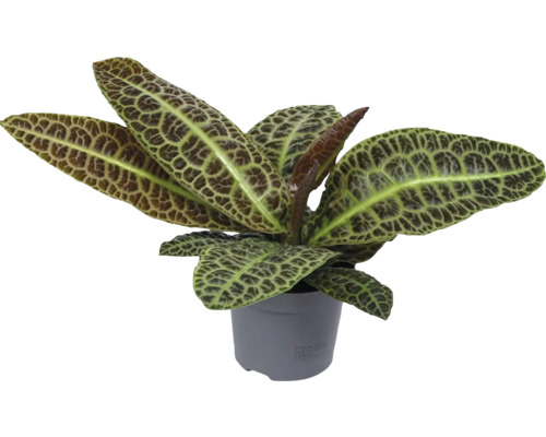 Prydnadsväxt i kruka