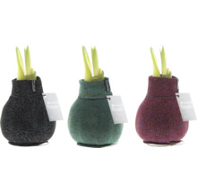 Tre amaryllisplantor i dekorativa textilfodral med etikett