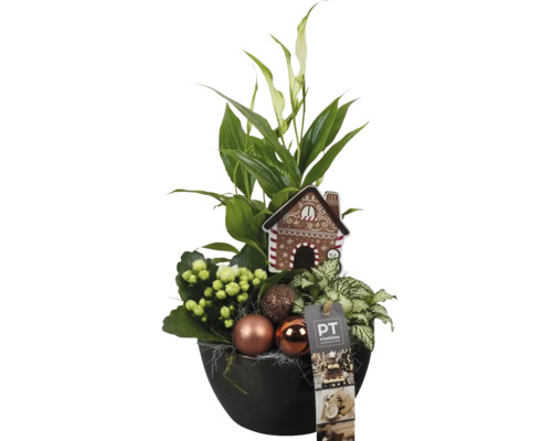 Jularrangemang FLORASELF X-Mas i bronsfärgad dekorationsskål Ø14cm Blomsterarrangemang med fredskalla, Kalanchoe, julgranskulor och dekorativt pepparkakshus i en kruka