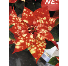 Julstjärna med röda och gula blad