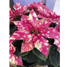 Fläckig julstjärna med rosa blad