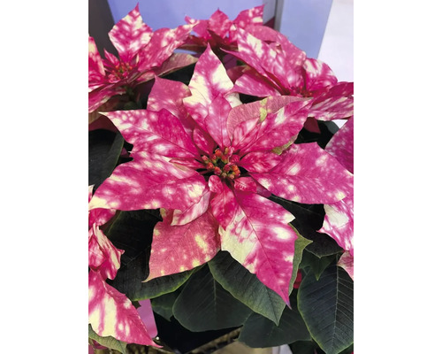 Minijulstjärna Fantasy Pink FLORASELF Euphorbia pulcherima krukstorlek Ø6cm Fläckig julstjärna med rosa blad