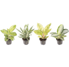 Olika Aglaonema krukväxter i krukor