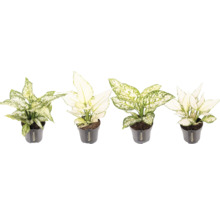 Kinesiskt vass i krukor