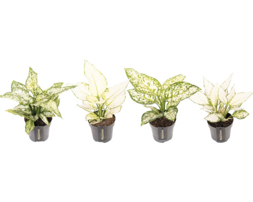 Silverkalla white mix FLORASELF Aglaonema ca 35cm krukstorlek Ø12cm Kinesiskt vass i krukor
