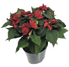 Julstjärna i en kruka