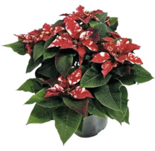 Julstjärna med röda och vita blad i kruka