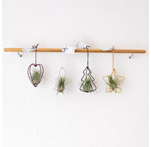 Dekorativa luftplantor i hjärt-, träd- och stjärnform hänger på en trästång.