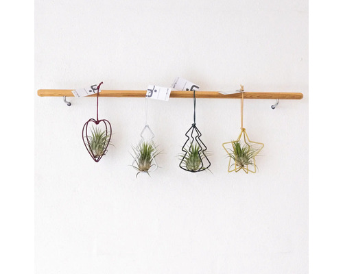 Dekorativa luftplantor i hjärt-, träd- och stjärnform hänger på en trästång.