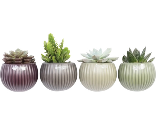 Fyra suckulenter i krukor