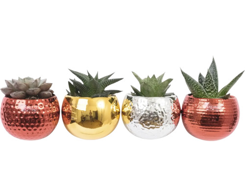 Suckulentarrangemang X-mas i magnetisk kruka ca Ø6cm sorterade Dekorativa suckulenter i krukor