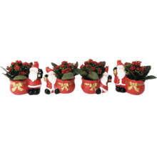 Jul Kalanchoe i Santa kruka