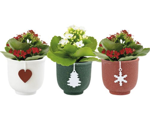 Höstglöd i keramikkruka 'Holly Mix' ca Ø6cm sorterade Tre Kalanchoe-växter i krukor med julhängen