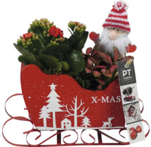 Julplanteringskärl i form av en släde med Kalanchoe, tomte och PT Creations logotyp