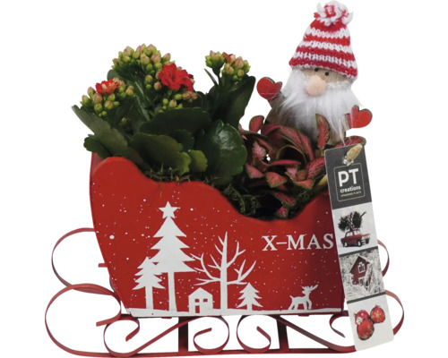 Julplanteringskärl i form av en släde med Kalanchoe, tomte och PT Creations logotyp