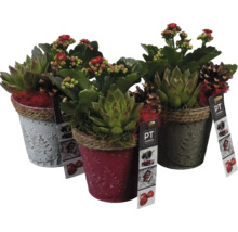 Tre dekorativa krukor med suckulenter och små röda blommor.