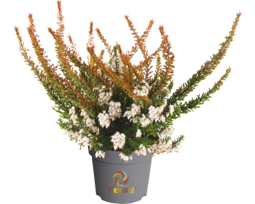 Ljung FLORASELF Calluna vulgaris 'Beauty Ladies Tornados' krukstorlek Ø10,5cm Ljung i kruka