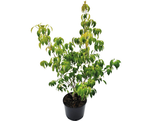 Koreansk blomsterkornell FLORASELF Cornus kousa 'Milky Way' 100-125cm Co 20L Blommande kornell i kruka