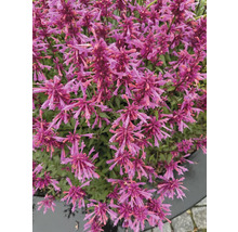Närbild av en Agastache-växt med många blommor