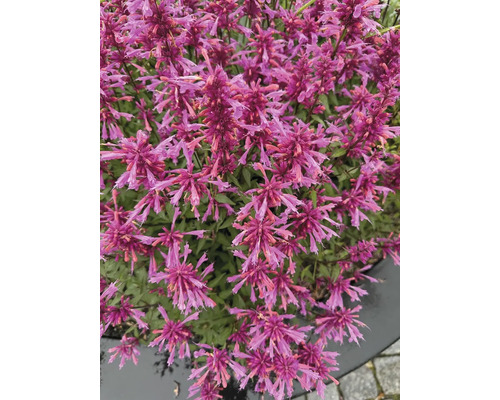 Närbild av en Agastache-växt med många blommor