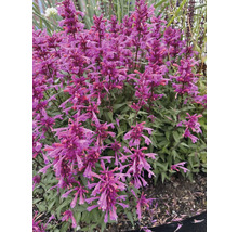 Agastache med lila blommor i trädgården