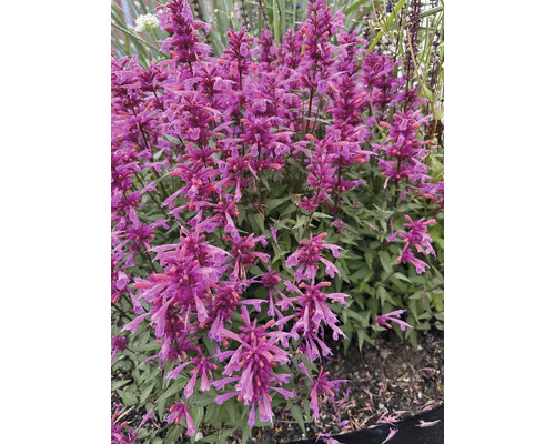 Agastache med lila blommor i trädgården