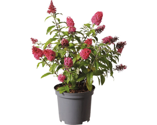 Fjärilsbuske i kruka med röda blommor