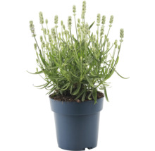 Lavendel i kruka