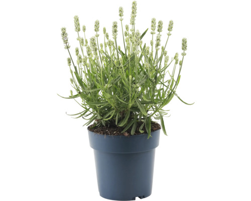 Lavendel i kruka