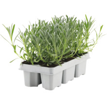 Lavendelplantor i en odlingsbricka