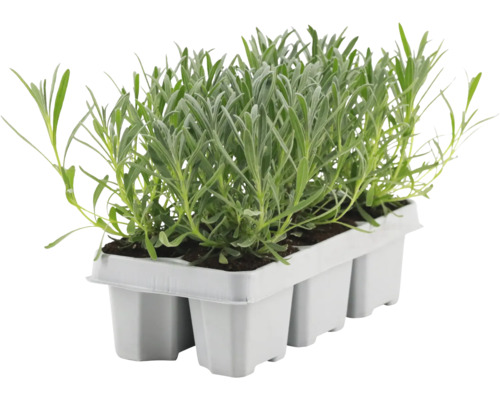 Lavendelplantor i en odlingsbricka