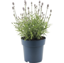 Lavendel i kruka för inomhus- och utomhusbruk