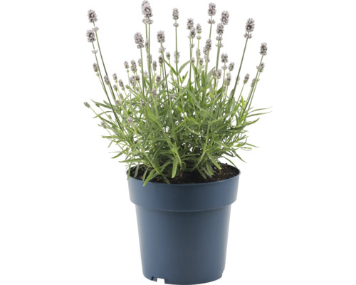 Lavendel i kruka för inomhus- och utomhusbruk