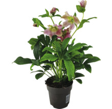 Julros i kruka med blommor och gröna blad