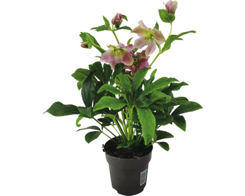Julros i kruka med blommor och gröna blad
