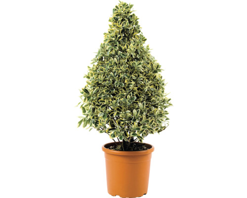 Benved i kruka formad som en kon