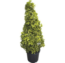 Formklippt träd i kruka