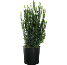 Buxus i kruka