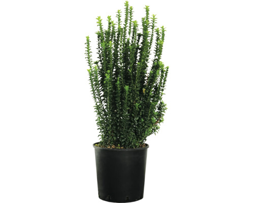 Buxus i kruka