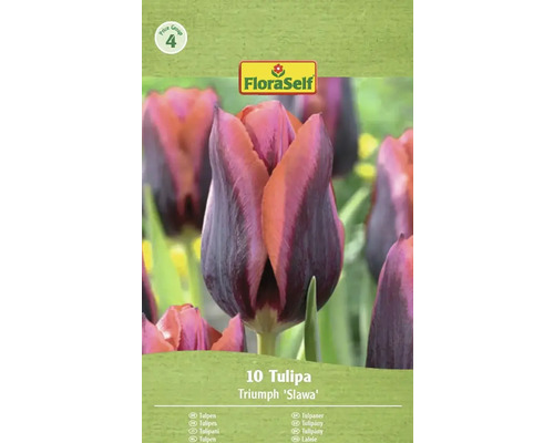 Förpackning med 10 Triumph Tulips 'Slawa' från FloraSelf
