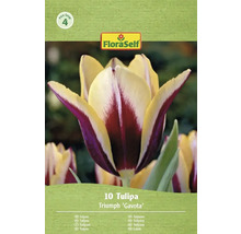 Förpackning med 10 Triumph Tulips Gavota