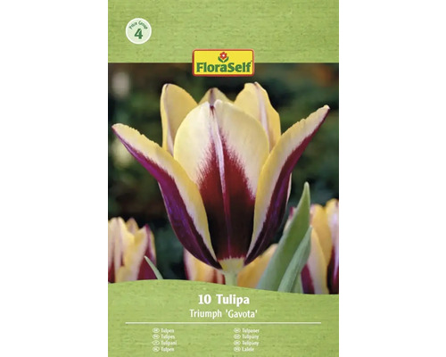 Förpackning med 10 Triumph Tulips Gavota