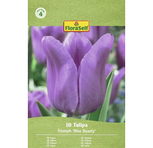 FloraSelf Tulpaner Triumph 'Blue Beauty', 10 stycken