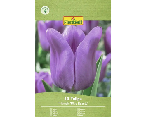 FloraSelf Tulpaner Triumph 'Blue Beauty', 10 stycken