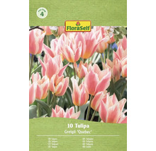 FloraSelf Tulpaner Greigii Quebec, 10 stycken